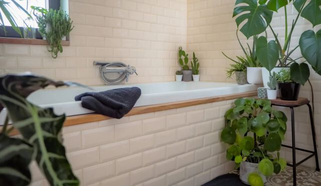 Indoor plants in the bathroom.